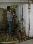 Cutting the vegetation in order to take down to fence so I can put the Ford on the side of the house.