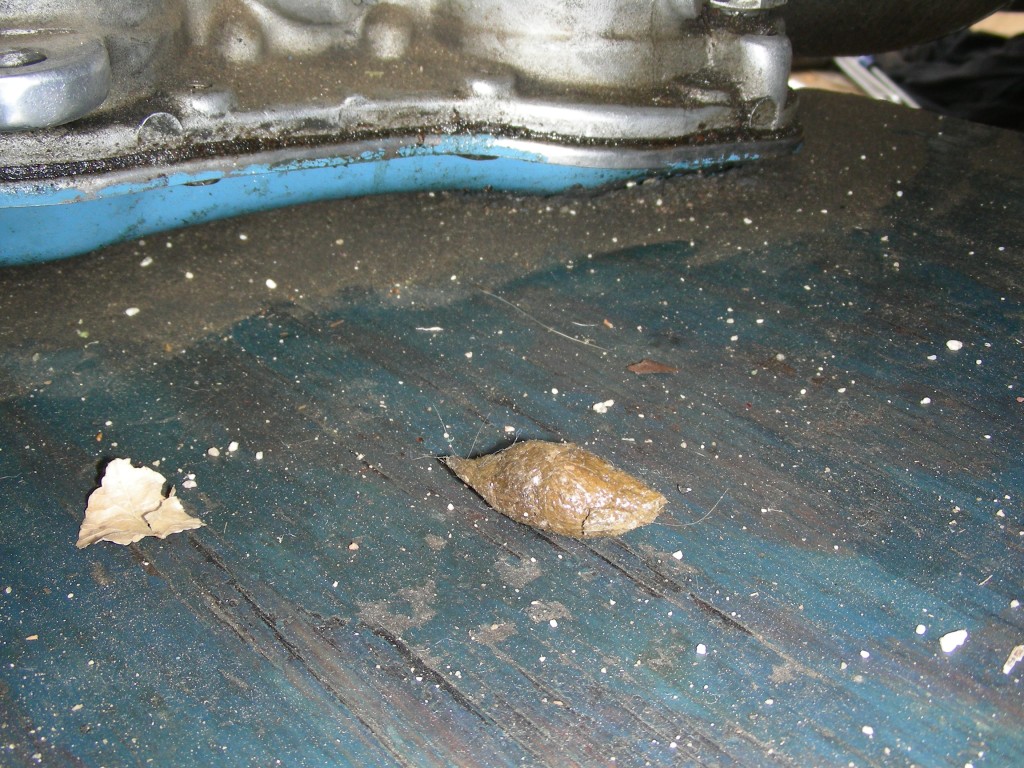 I'd left the car to sit in the offseason long enough for some critter to call it home.